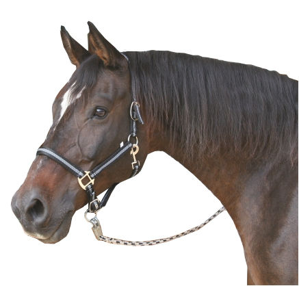 Afbeeldingen van Mustang halster 2x verst. zwart/zilver-1 - Pony