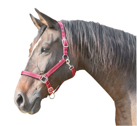 Afbeeldingen van Mustang halster 2x verst. rood/zwart-1 - Pony