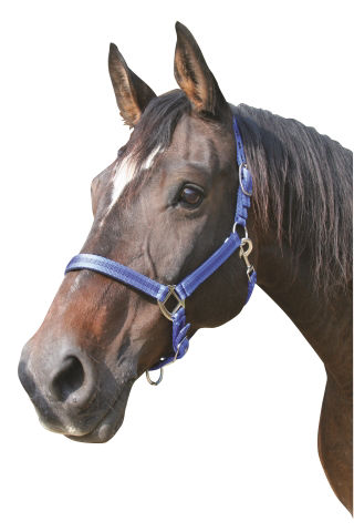 Afbeeldingen van Mustang halster 2x verst. blauw/zwart-1 - Pony