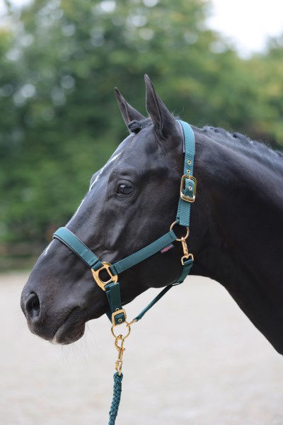 Afbeeldingen van Topline  halster donkergroen-1 - Pony