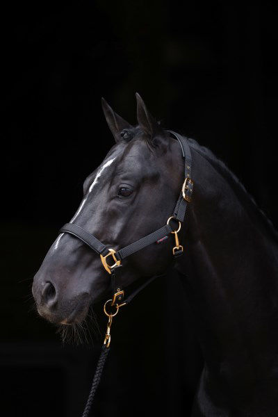 Afbeeldingen van Topline  halster zwart-1 - Pony