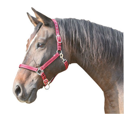 Afbeeldingen van Mustang halster 2x verstelbaar rood/zwart