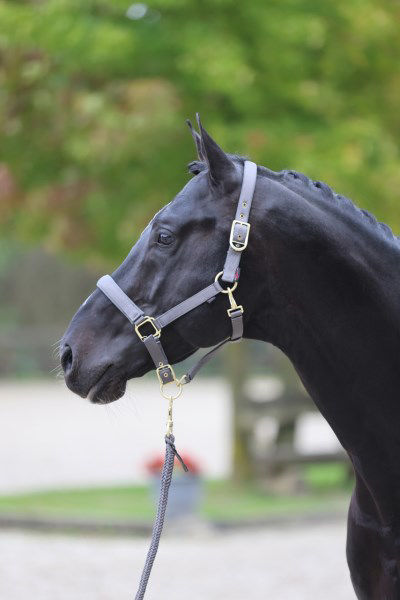 Afbeeldingen van Classy halster veulen/shetland grijs