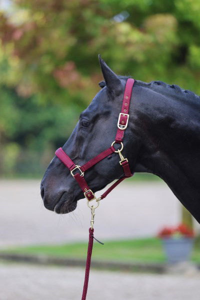 Afbeeldingen van Classy halster veulen/shetland merlot rood