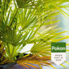 Afbeeldingen van Pokon Bio Tegen Hardnekkige Insecten Concentraat 175ml 'Poly