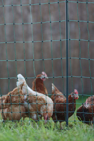 Afbeeldingen van AKO PoultryNet Premium niet elektrificeerbaar 50m