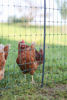 Afbeeldingen van AKO PoultryNet Premium wel elektrificeerbaar 50m