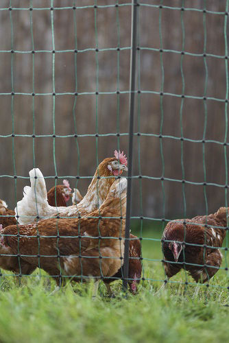 Afbeeldingen van AKO PoultryNet Premium wel elektrificeerbaar 50m