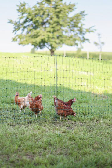 Afbeeldingen van AKO Poultry net Premium