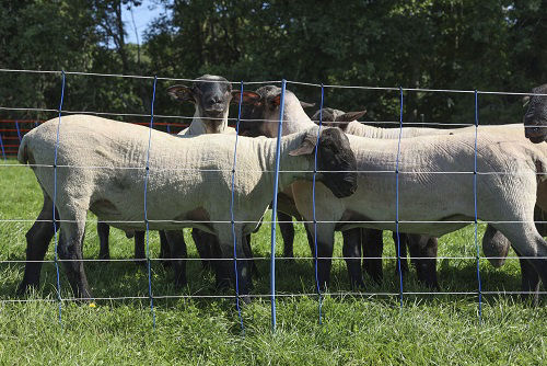 Afbeeldingen van AKO SchapennetTitan Premium Plus 106 cm x 50m dubbel pen