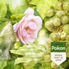 Afbeeldingen van Pokon Bio Kuur Voor Weerbare en Gezonde Rozen Spray 750ml