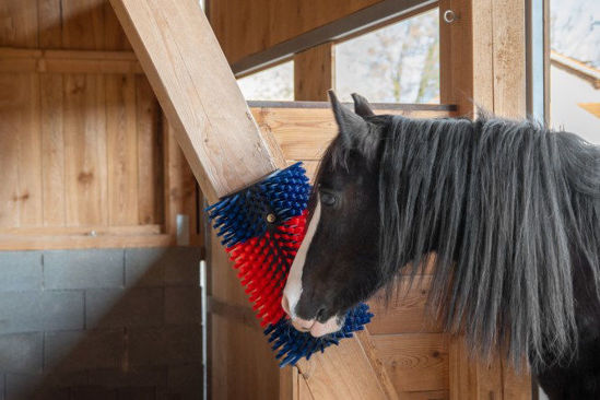 Afbeeldingen van Halfronde koeborstel / veeborstel, blauw/rood -XL-