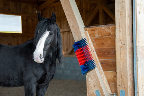 Afbeeldingen van Halfronde koeborstel / veeborstel, blauw/rood -XL-