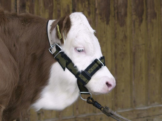 Afbeeldingen van Stierenhalster nylon met D-ring