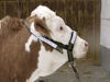 Afbeeldingen van Stierenhalster nylon met D-ring