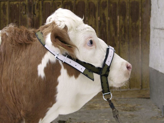 Afbeeldingen van Stierenhalster nylon met D-ring