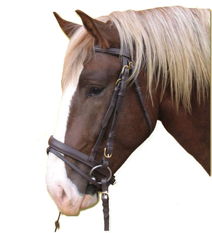 Afbeeldingen van Hoofdstel Koudbloed, bruin