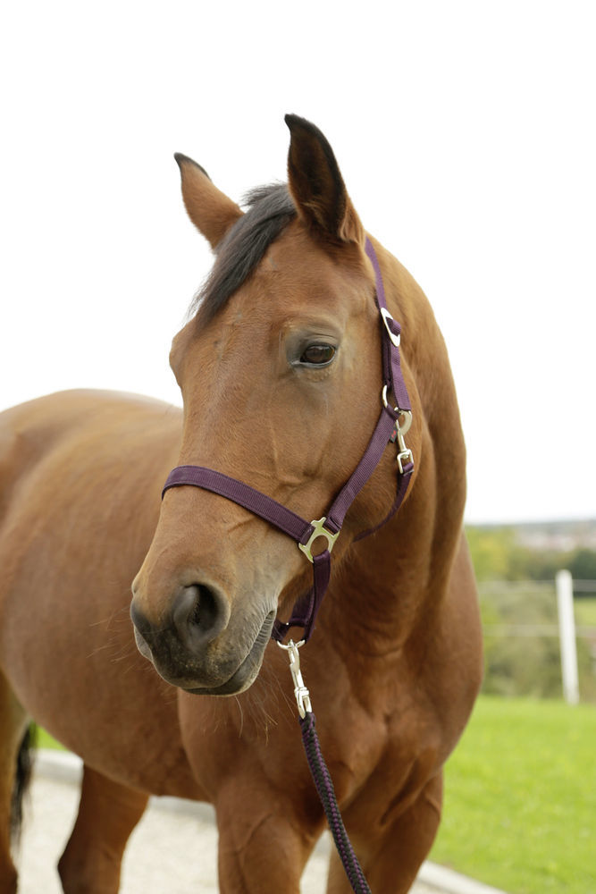 Afbeeldingen van Hippo halster aubergine-00 - Veulen/mini Shetland