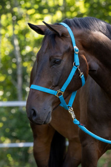 Afbeeldingen van Hippo halster blauw- 2 - Cob