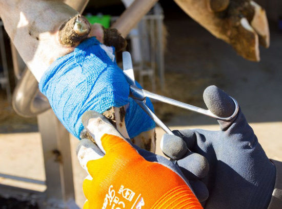 Afbeeldingen van Handschoen Fijn gebreid ActivGrip XA325 oranje