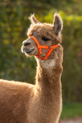 Afbeeldingen van Alpaca Halster Oranje