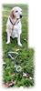 Afbeeldingen van Aanlegspiraal 8mm x 40cm met looplijn, 5mm x 6m
