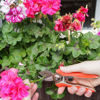 Afbeeldingen van Bloemenschaar mini
