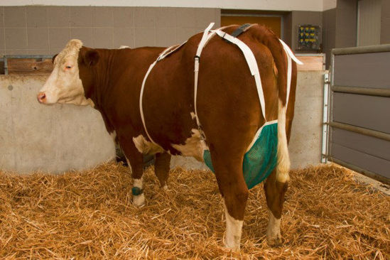 Afbeeldingen van Uiernet compleet