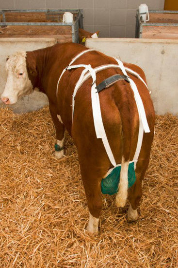 Afbeeldingen van Uiernet compleet