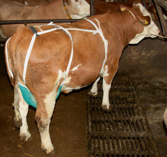 Afbeeldingen van Uiernet compleet