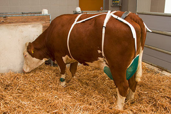 Afbeeldingen van Uiernet compleet