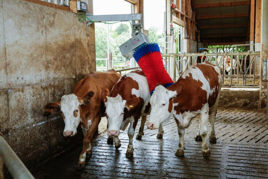 Afbeeldingen van HappyCow koeborstel MaxiSwing