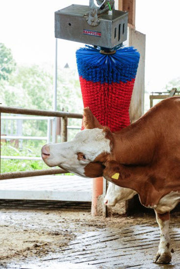 Afbeeldingen van HappyCow koeborstel MaxiSwing