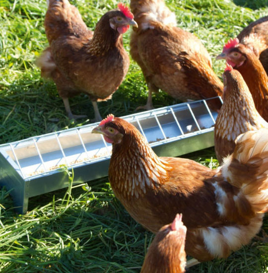 Afbeeldingen van Kippenbak verzinkt L50 x B13 x H15cm