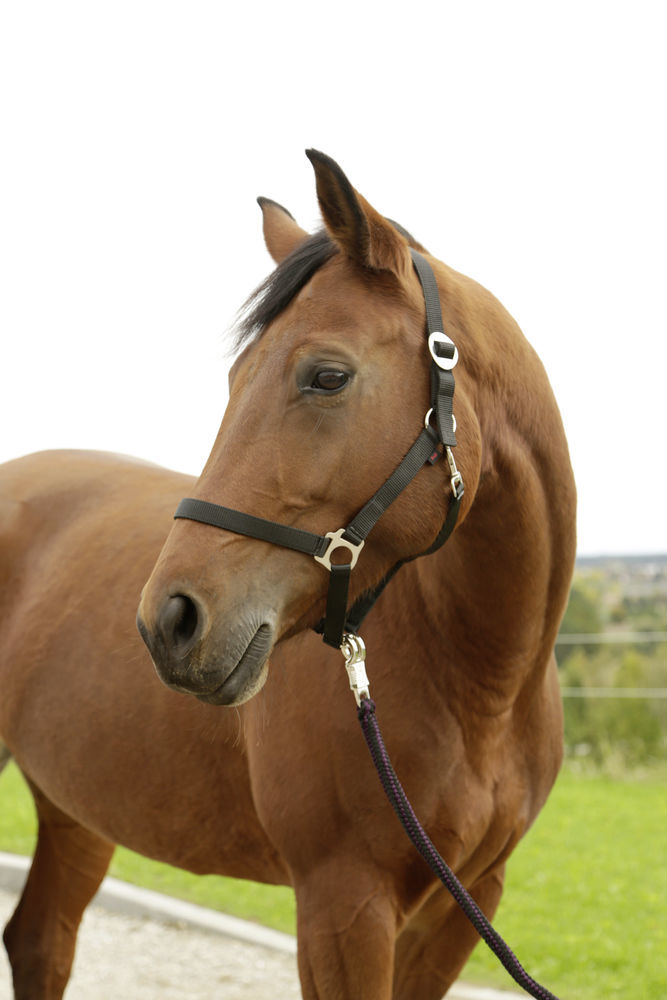 Afbeeldingen van Hippo halster zwart-3 - Full