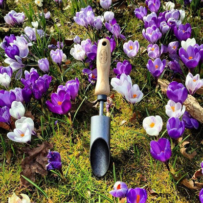 Afbeeldingen van Bollenpoter krokus essen handvat 140mm *deWit*