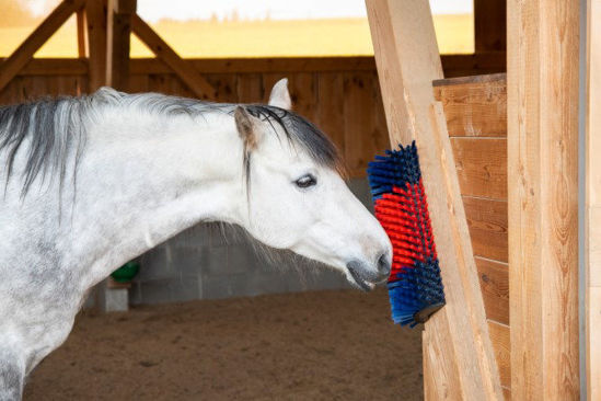 Afbeeldingen van Halfronde koeborstel / veeborstel, blauw/rood -XL-
