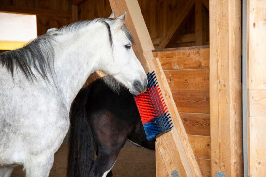 Afbeeldingen van Halfronde koeborstel / veeborstel, blauw/rood -XL-