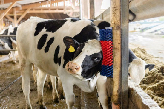 Afbeeldingen van Halfronde koeborstel / veeborstel, blauw/rood -XL-