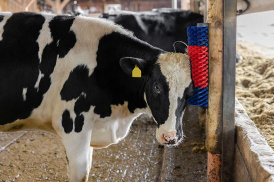 Afbeeldingen van Halfronde koeborstel / veeborstel, blauw/rood -XL-