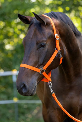 Afbeeldingen van Hippo halster Oranje