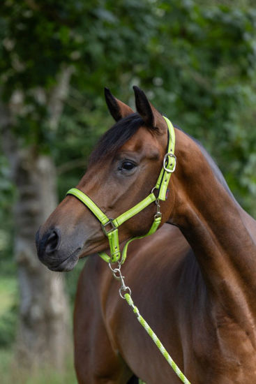 Afbeeldingen van Mustang halster 2x verst. -GROEN - XX-Full