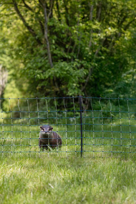 Afbeeldingen van AKO Visotternet blauw/wit 35cm x 50m