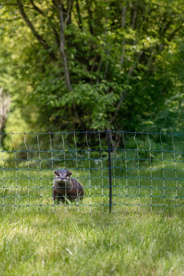 Afbeeldingen van AKO Visotternet blauw/wit 35cm x 50m
