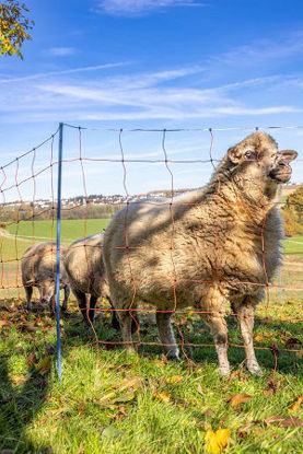 Afbeeldingen van AKO OviNet Premium, 108cm x 50m, oranje/wit,