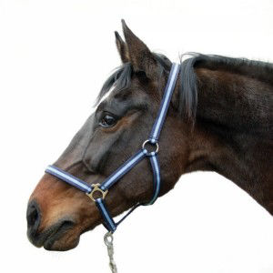 Afbeeldingen van Hippo halster blauw-3 - Full