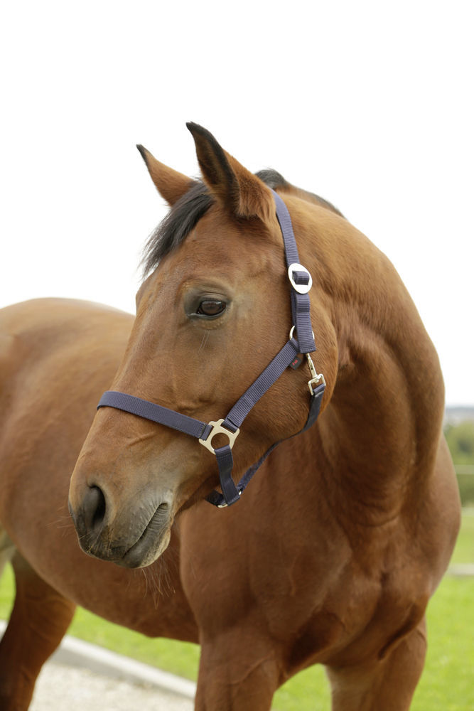 Afbeeldingen van Hippo halster marine- 1 - Pony