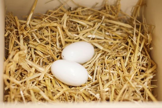 Afbeeldingen van Nesteieren van klei v. kippen