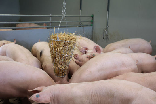 Afbeeldingen van Hooiruif /voederkorf / groenvoertrog gegalvaniseerd, 50cm