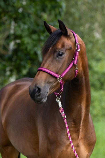Afbeeldingen van Mustang halster 2x verstelbaar braam